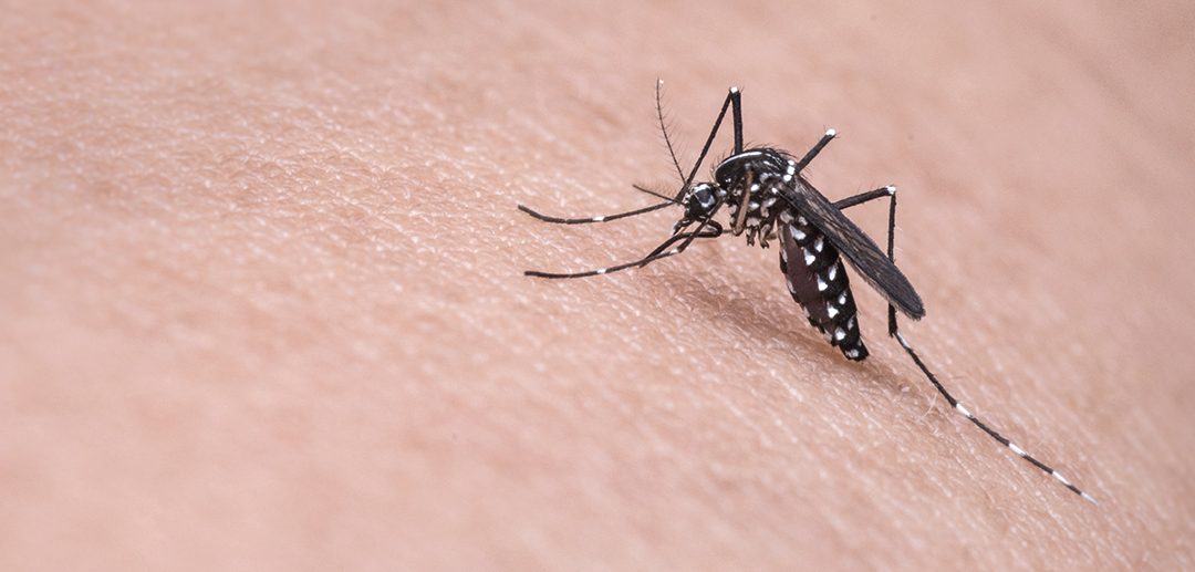 Bug Repellants